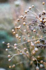 Pflanzen im Winter. Frost und Stille