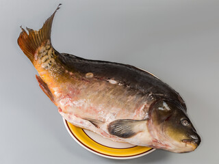 Big gutted mirror carp cleaned from scales on large plate © An-T