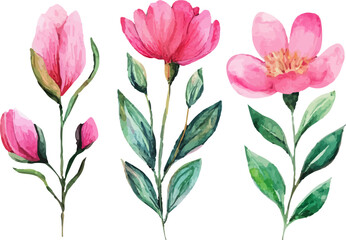 pink tulips