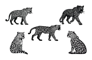 set of leopard