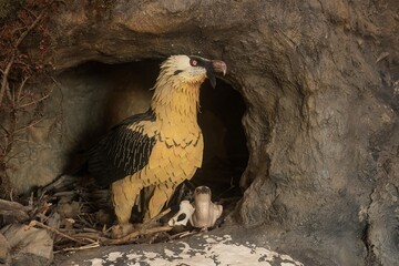 Bearded vulture in its nest inside a rocky cave © Agustin