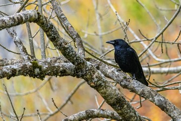 Black crow perched on a mossy tree branch