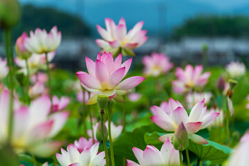 Obraz premium 田園風景に咲き誇る優美な蓮の花