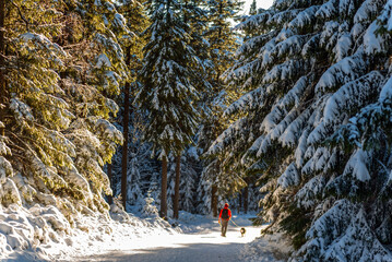 Zimowa droga w lesie © Izabela&Grzegorz