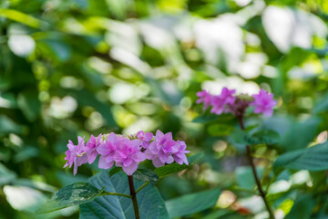 明るい陽射しの中で咲くピンク色のアジサイ