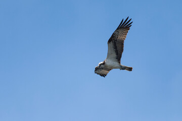 Fischadler im Flug (Pandion haliaetus)	