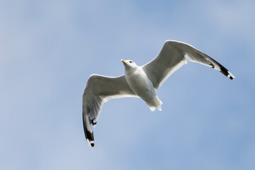 Silbermöwe im Flug 