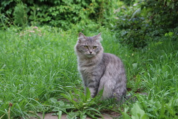cat on grass looking aside