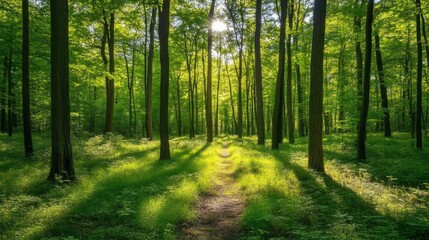 Obraz premium Tranquil Forest Path with Soft Sunlight