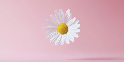 Lone daisy with yellow center on soft pink background.