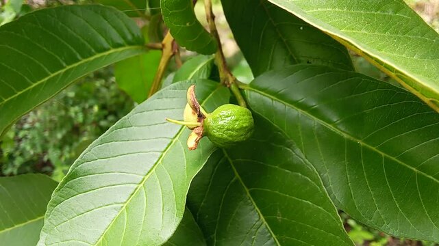 Young guava fruit on the tree. Scientific name Psidium guajava
