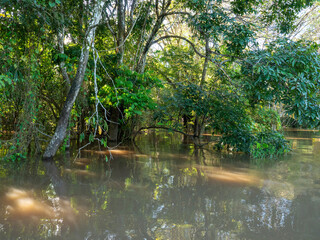 Amazon river landscape with submerged trees