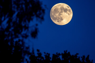 Fototapeta premium Der Vollmond leuchtet hinter der Silhouette eines Baumes