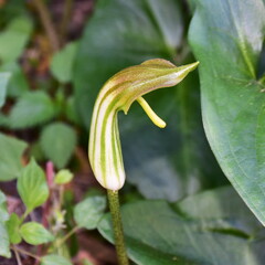 plant Arisarum vulgare nere on island Corfu in Greece