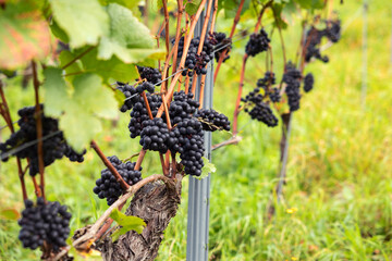 Ripe blue grapes hanging on the vine between leaves and branches, ready to harvest. Assmanshausen,...