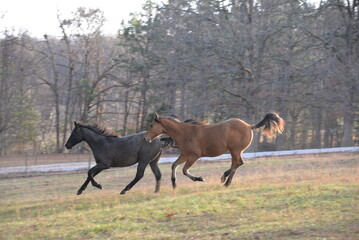 two horses running