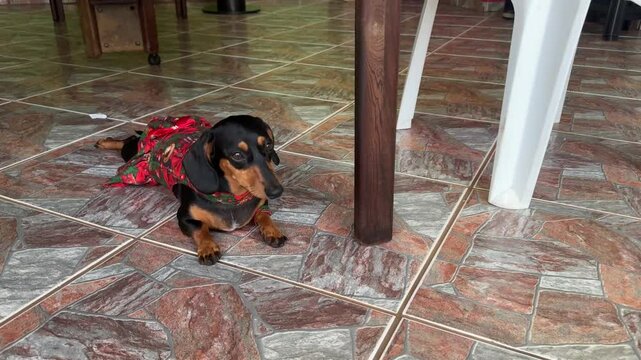 cachorro fofo duchshund vestido para o natal 