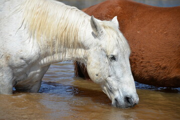 Horse in pond drinking