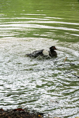 A bird splashing in a pond, creating ripples in the water.  The bird's feathers are wet and dark.