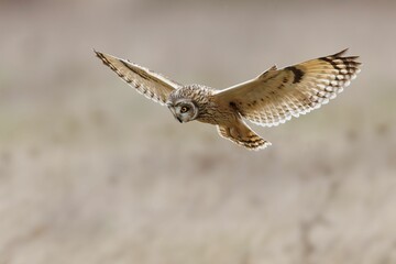 Short-eared owl in flight
