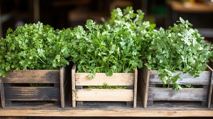 A rustic market stall displaying coriander, parsley, and other fresh herbs in wooden crates