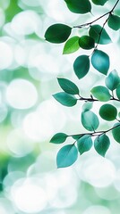 Nature background with green leaves in sunlight