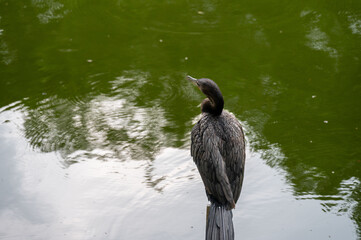 Dark bird perches on post by calm green water, enjoying serene moment.