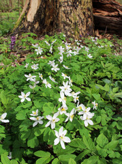 Isopyrum thalictroides blooms in the wild in the forest
