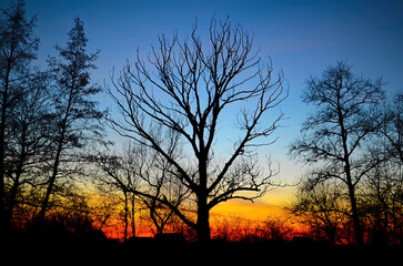 Silhouettes of autumn trees stand against the backdrop of a colorful sunset sky, demonstrating the beauty of nature on a calm evening.