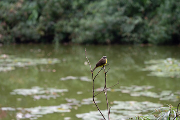 Small bird perched on a branch by a calm pond.