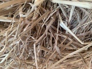 image of brown dry bush, autumn season