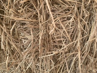 image of brown dry bush, autumn season