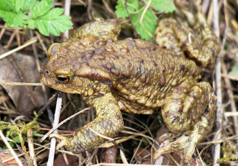 Common toad frog (Bufo bufo) in the wild