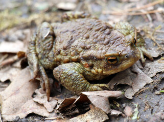 Common toad frog (Bufo bufo) in the wild