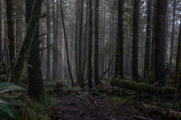 Fototapeta premium A trip in Oregon