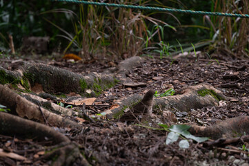 Small bird nestled amongst exposed tree roots in a forest setting.
