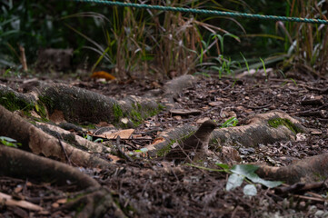 Small bird near tree roots in a forest.  Natural habitat, woodland scene.