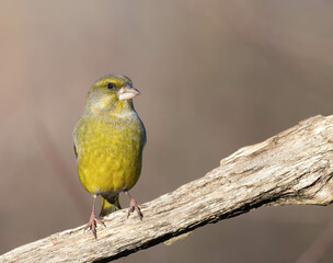 European Greenfinch portrait close-up perched