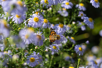 Obraz premium Lila / Violette Blumen an einem schönen Sommertag. Schmetterling sitzt auf Blume