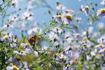 Lila / Violette Blumen an einem schönen Sommertag. Schmetterling sitzt auf Blume