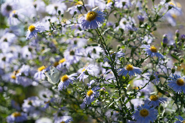 Lila / Violette Blumen an einem schönen Sommertag