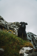 Black sheep on saksun, faroe island, denmark, europe