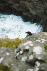 Puffins der Färöer, Mykines, Dänemark, Europa