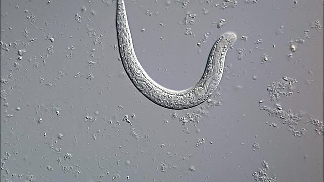 Nematode Parasite in canine feces under microscope 
