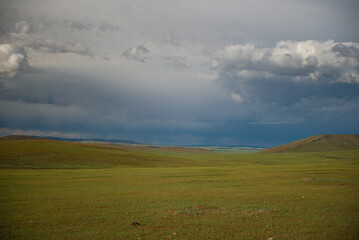 Mongolian horses grazing at the summer pasture