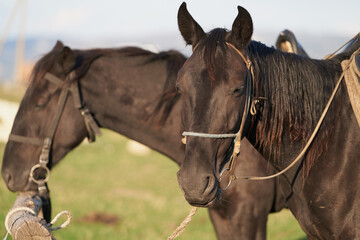Obraz premium Saddled horses of Karachay breed on a tether. A fragment. Close-up.
