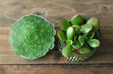 Two succulent plants on a wooden background.