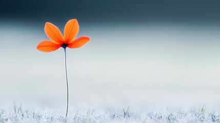 Solitary orange flower in misty field