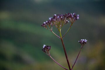 Wild flowers on the mountains