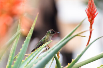 Colibrí oculto entre ramas de aloe © Nohema Contreras V
